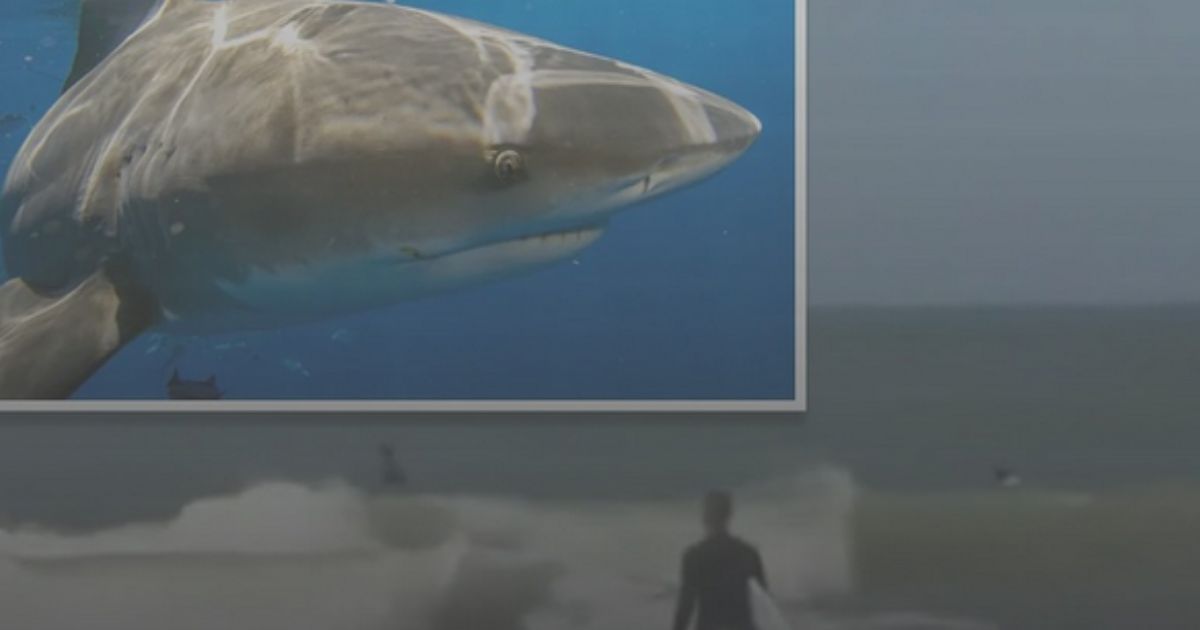 Spring breakers often fall prey to sharks