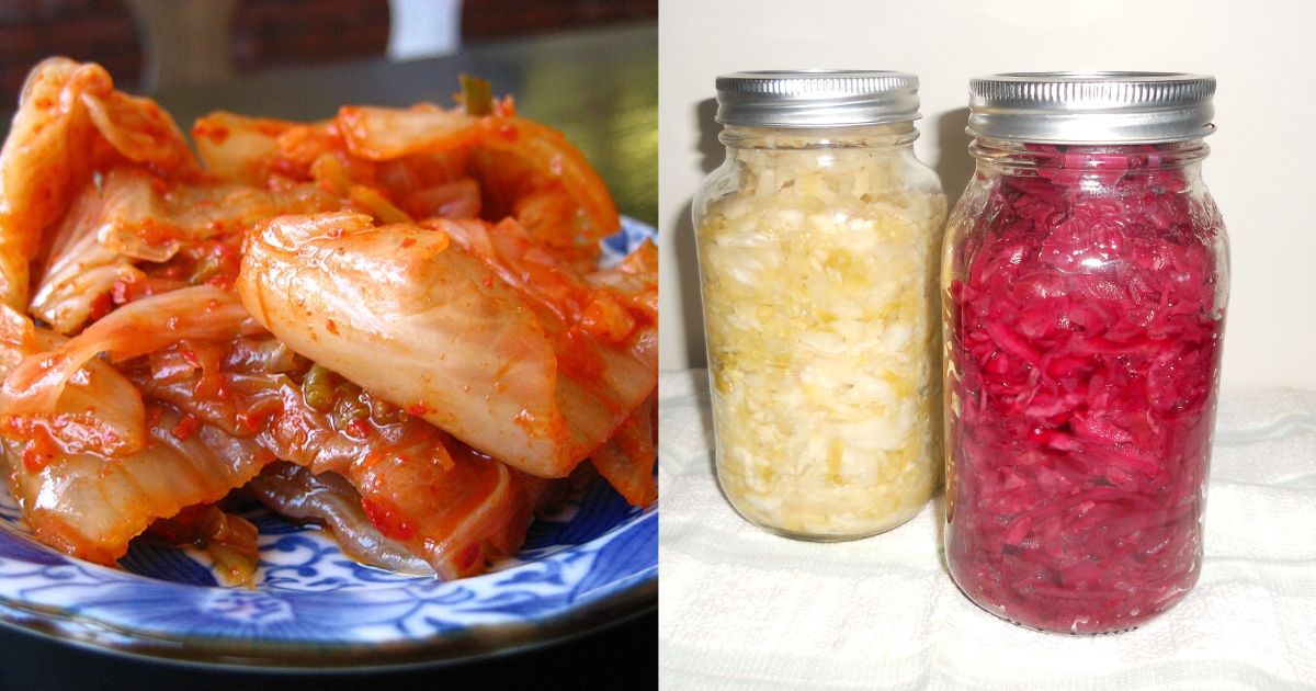 Cabbage for making fermented food