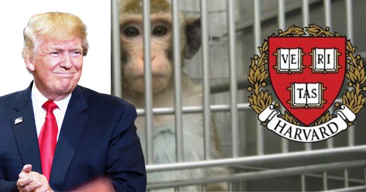 Harvard Could Euthanize Lab Animals After Trump's cuts