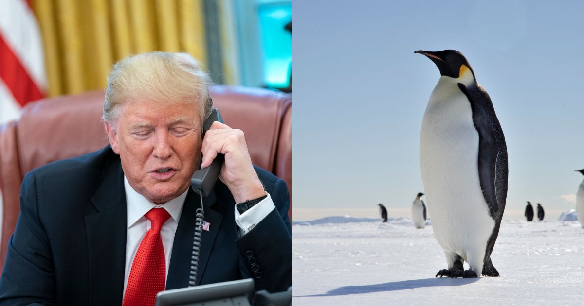 Penguins on social media over Trump tariffs