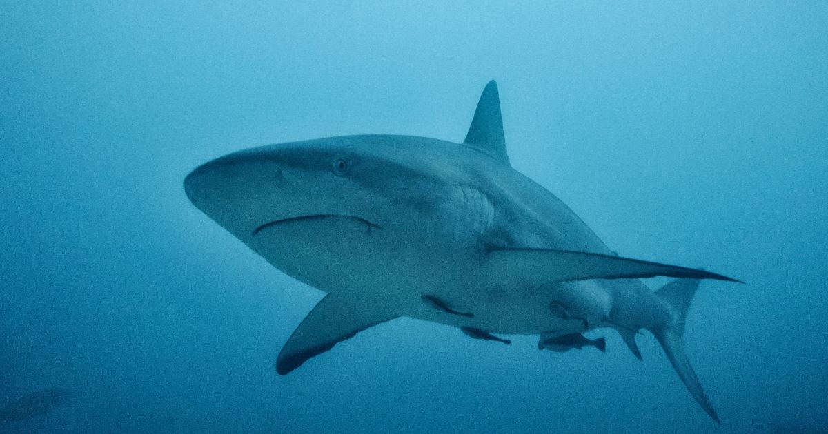 This Florida Beach is Infamous for Shark Bites