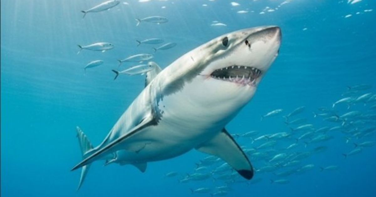 A Florida child attacked by a shark.