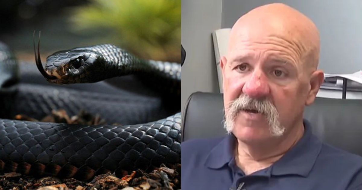 Kentucky paramedics may lose their licenses after giving antivenom to a man.