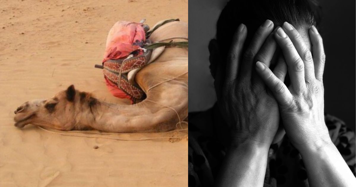 A Pet Camel killed an Australian woman.