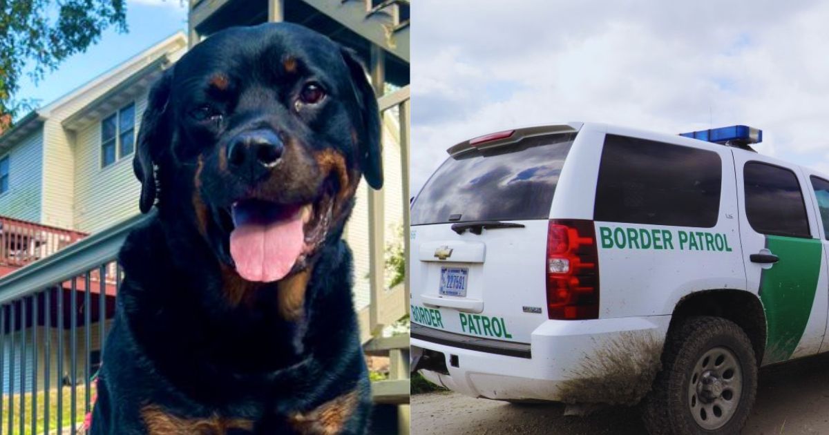 Heartbroken family mourns beloved pet Chop as outrage spreads online for ICE (left- @JulieCar94|X.com) and ( right- @pepsicolaila|X.com)