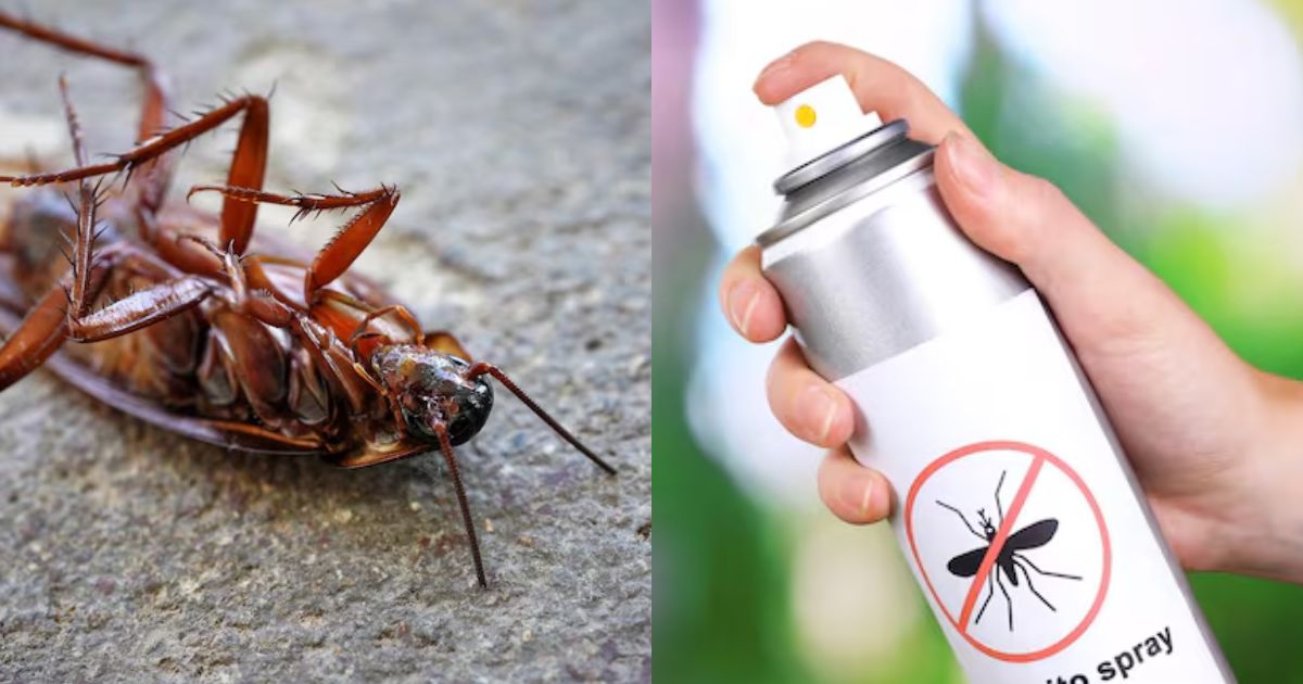 Reddit splits over a woman’s late-night plea for help killing a cockroach